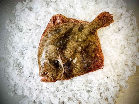 Turbot .